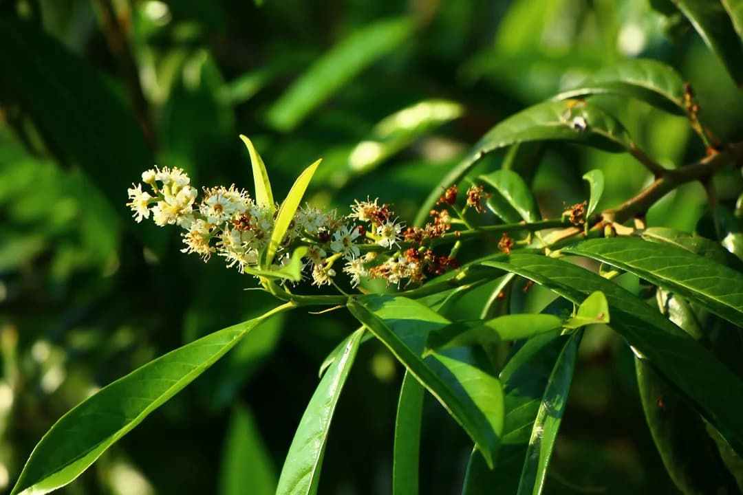 Menú Laurel